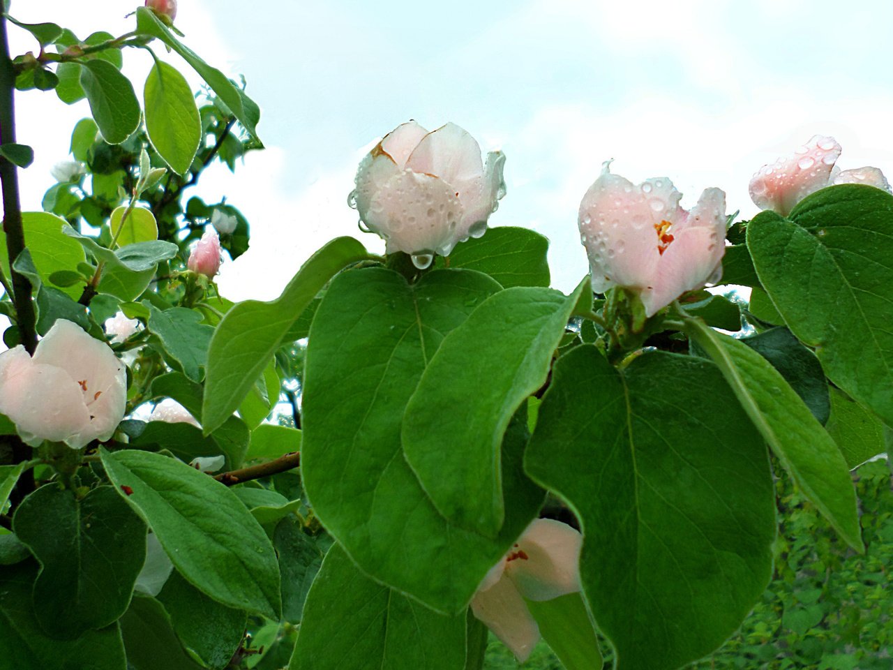 Обои дерево, капли, куст, растение, май, айва, tree, drops, bush, plant, may, quince разрешение 1920x1200 Загрузить