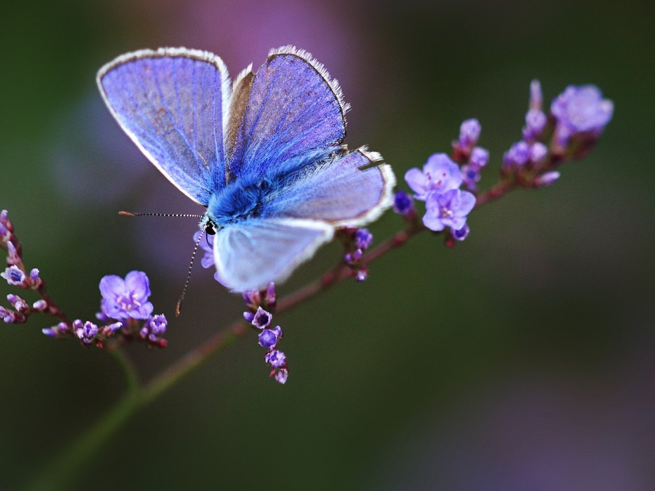 Обои макро, бабочка, веточка, цветки, боке, macro, butterfly, sprig, flowers, bokeh разрешение 2048x1152 Загрузить