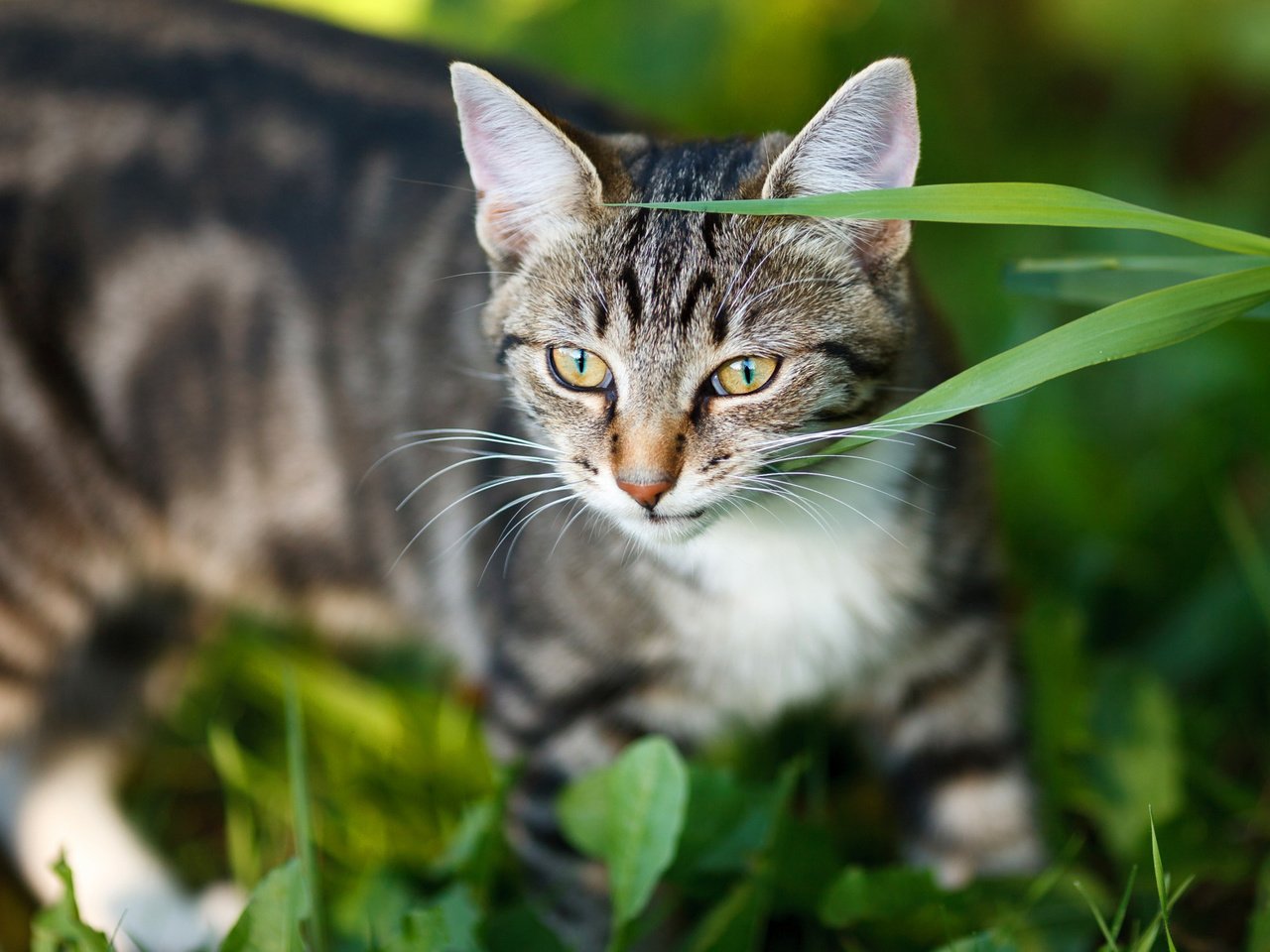 Обои морда, трава, портрет, кот, кошка, взгляд, серый, полосатый, face, grass, portrait, cat, look, grey, striped разрешение 2112x1188 Загрузить