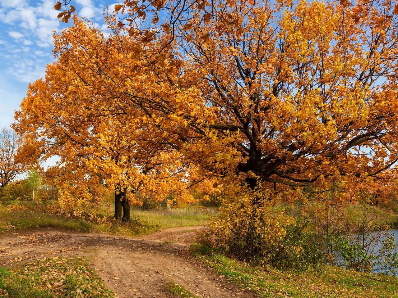 Обои деревья, природа, пейзаж, осень, trees, nature, landscape, autumn разрешение 2304x1536 Загрузить