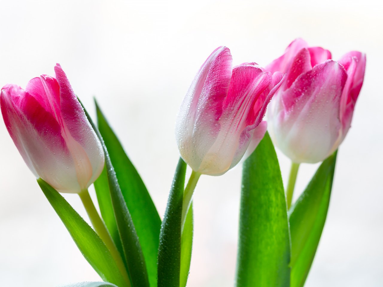 Обои цветы, тюльпаны, на белом фоне, капли воды, flowers, tulips, on a white background, water drops разрешение 2304x1536 Загрузить