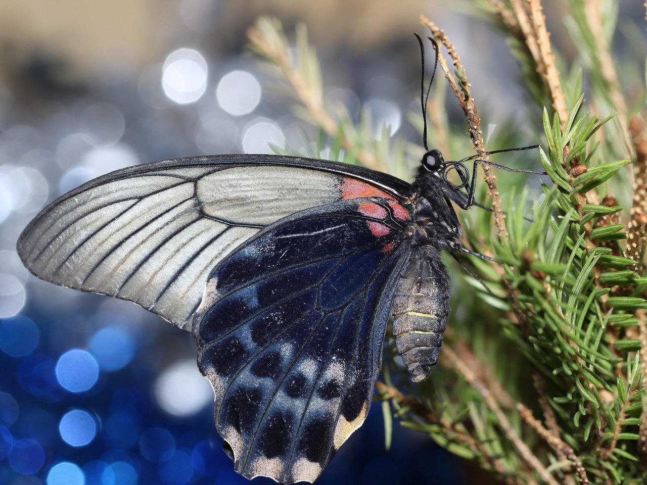 Обои хвоя, насекомое, ветки, бабочка, крылья, боке, needles, insect, branches, butterfly, wings, bokeh разрешение 2592x1728 Загрузить