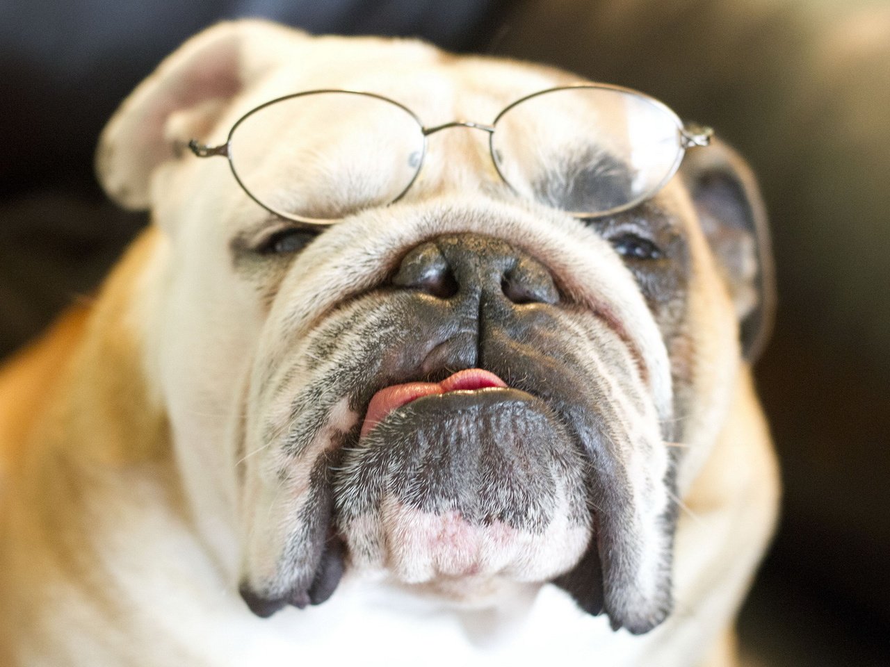 Обои очки, собака, бульдог, английский бульдог, glasses, dog, bulldog, english bulldog разрешение 1920x1200 Загрузить