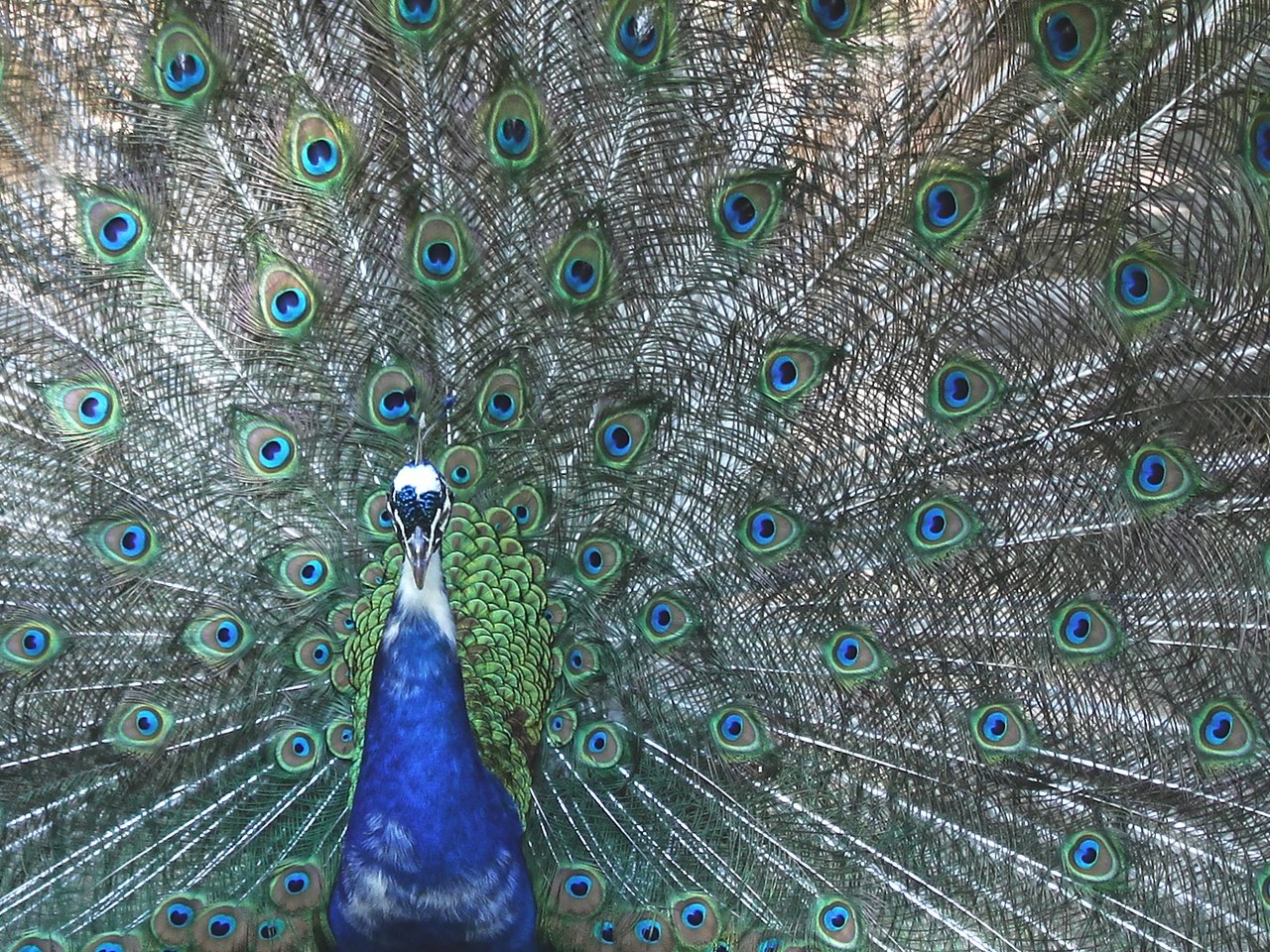 Обои павлин, peacock разрешение 1920x1262 Загрузить