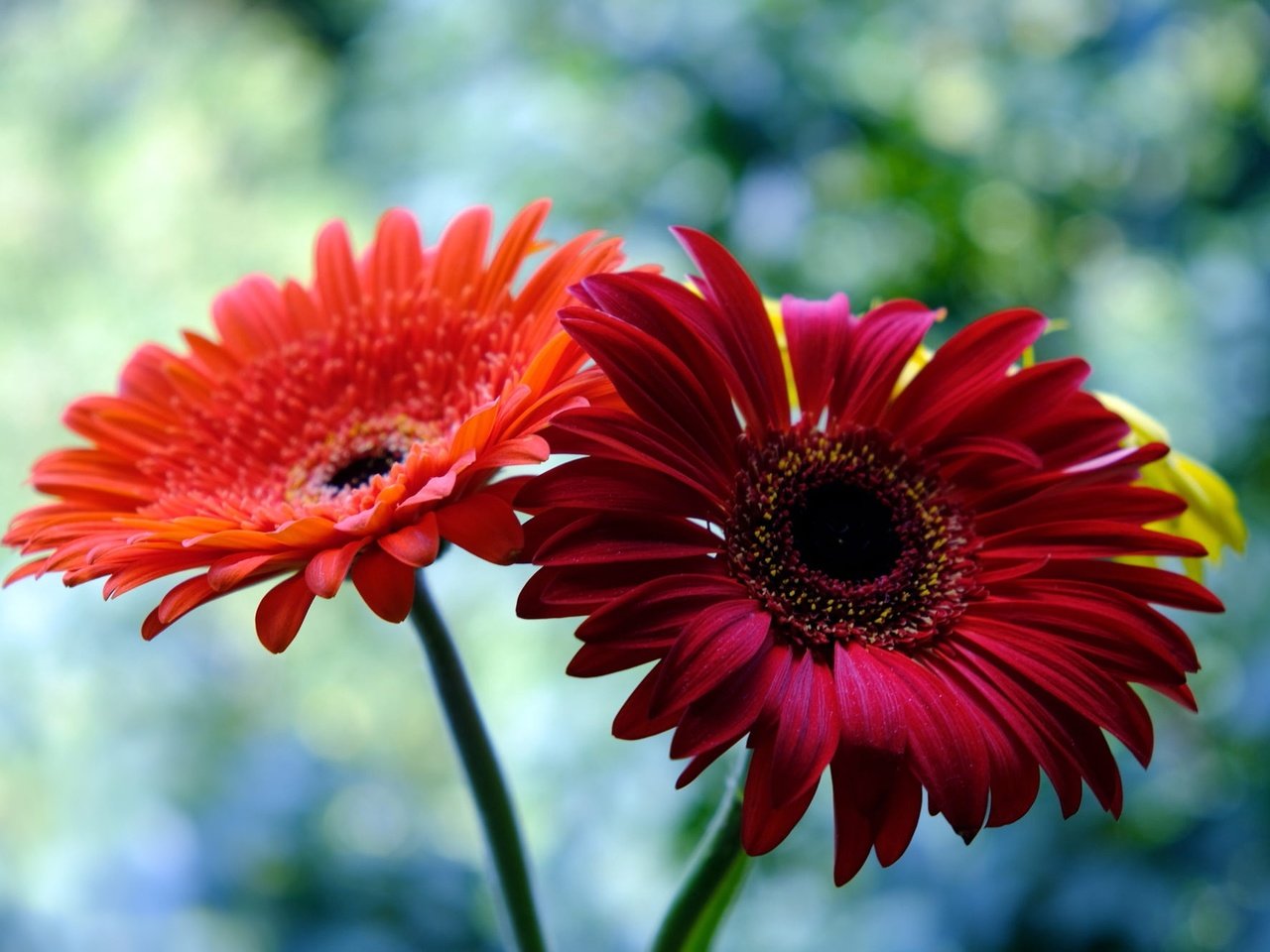 Обои цветы, красные, голубой фон, герберы, боке, flowers, red, blue background, gerbera, bokeh разрешение 2000x1333 Загрузить