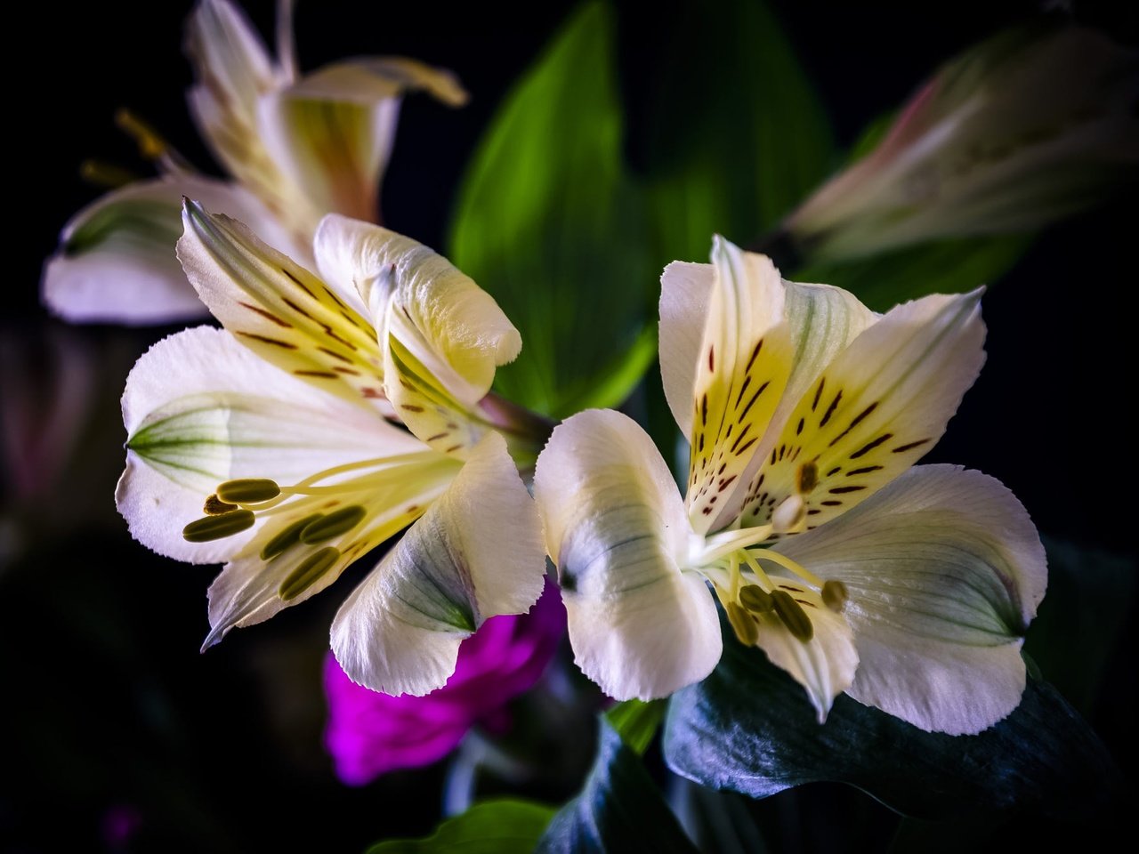 Обои цветы, темный фон, букет, боке, альстромерия, flowers, the dark background, bouquet, bokeh, alstroemeria разрешение 2000x1333 Загрузить