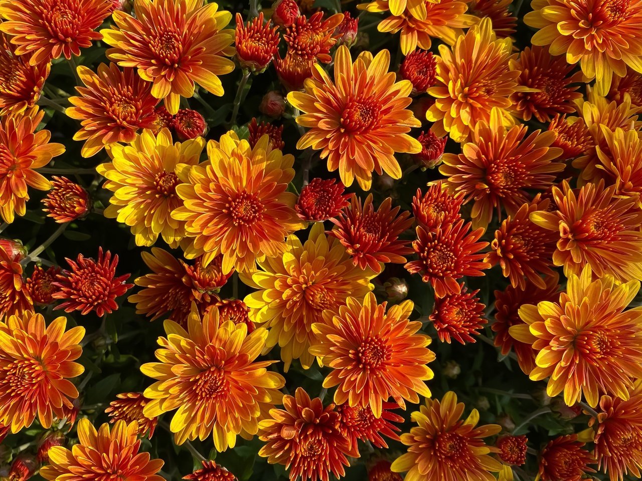 Обои куст, много, яркие, оранжевые, хризантемы, bush, a lot, bright, orange, chrysanthemum разрешение 3561x2544 Загрузить