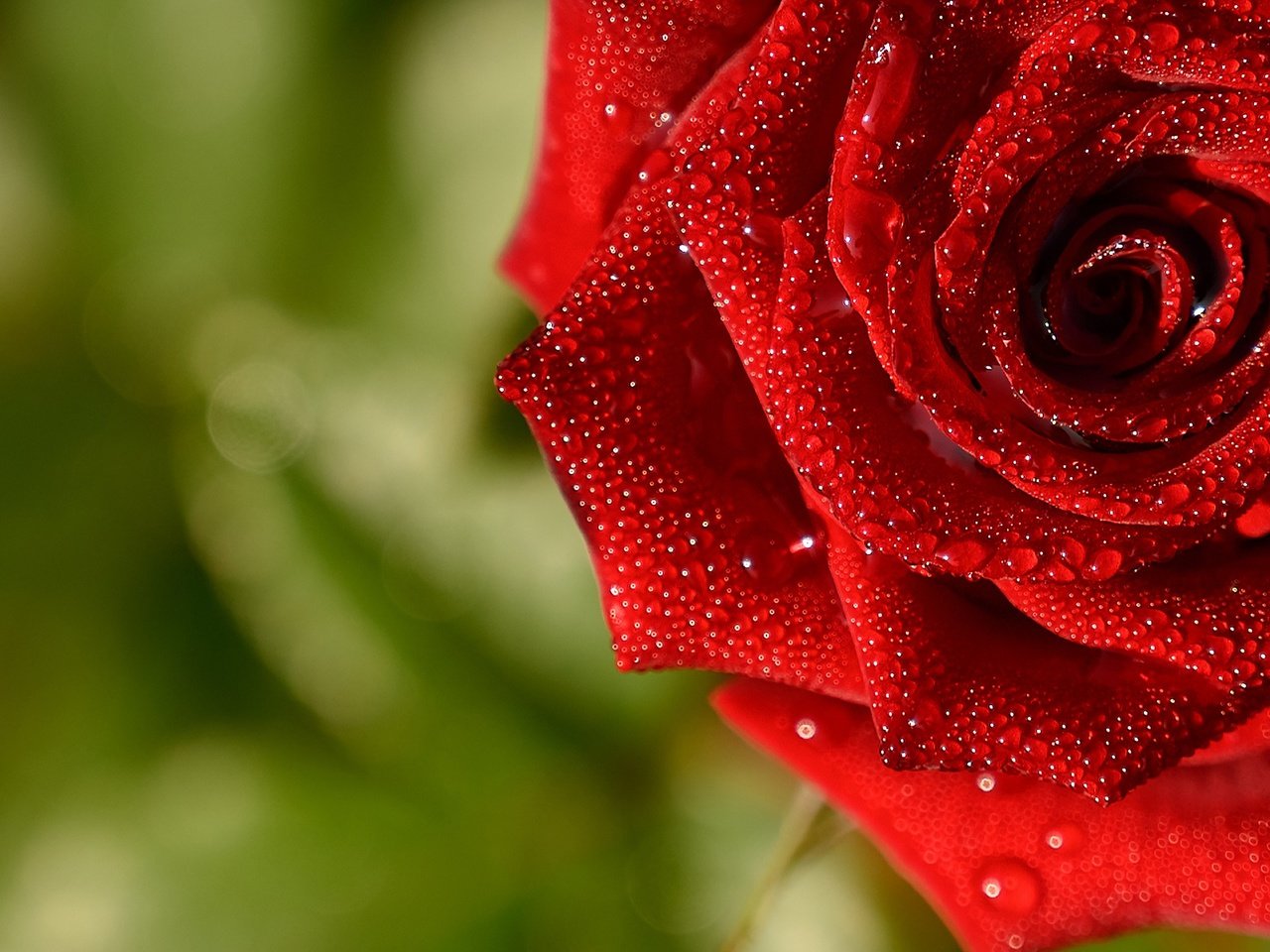 Обои макро, капли, роза, красная, macro, drops, rose, red разрешение 2560x1705 Загрузить