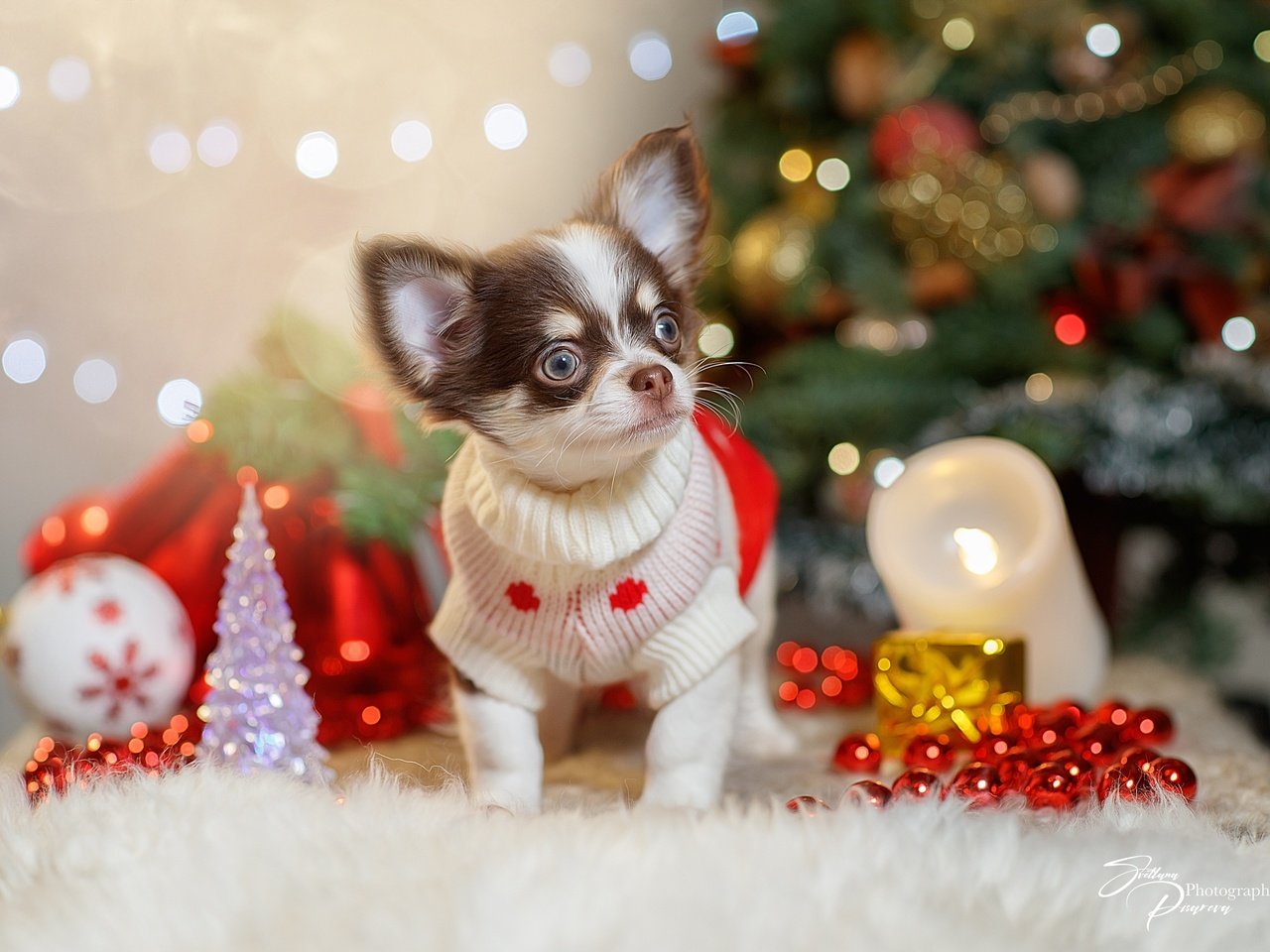 Обои новый год, песик, чихуа-хуа, собачонка, new year, doggie, chihuahua, dog разрешение 2560x1706 Загрузить