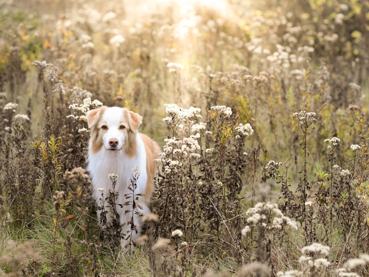 Обои поле, осень, собака, field, autumn, dog разрешение 5120x3373 Загрузить