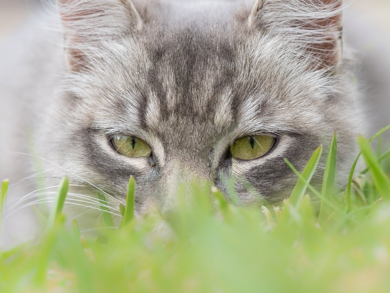 Обои глаза, трава, мордочка, кошка, взгляд, eyes, grass, muzzle, cat, look разрешение 2048x1365 Загрузить