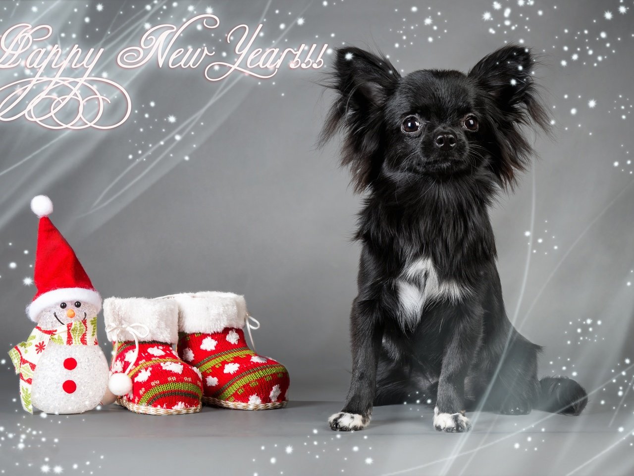Обои обувь, новый год, фигурка, взгляд, чихуа-хуа, собака, игрушка, снеговик, носки, праздник, рождество, shoes, new year, figure, look, chihuahua, dog, toy, snowman, socks, holiday, christmas разрешение 4267x2845 Загрузить