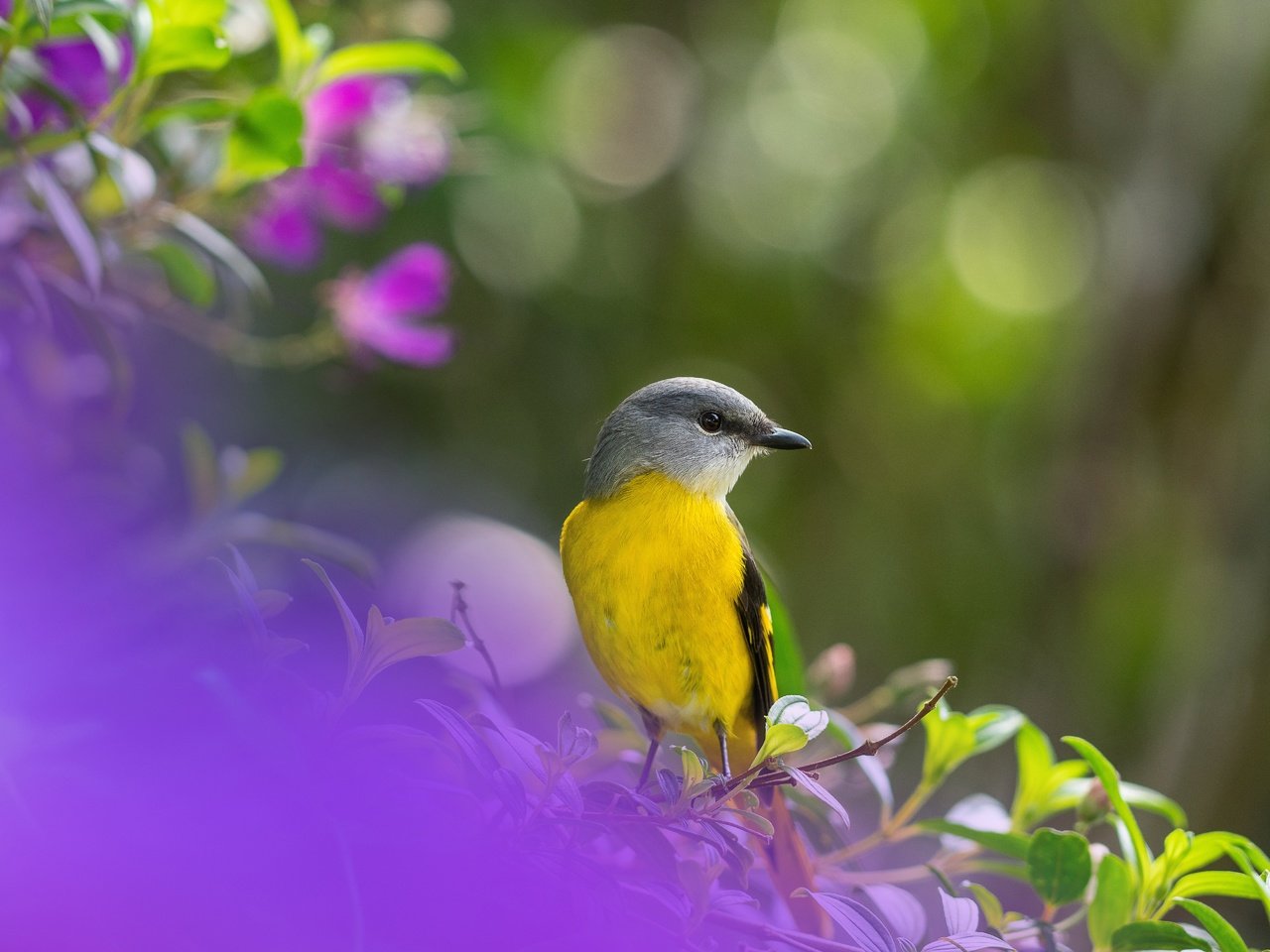 Обои птица, боке, bird, bokeh разрешение 5120x3840 Загрузить