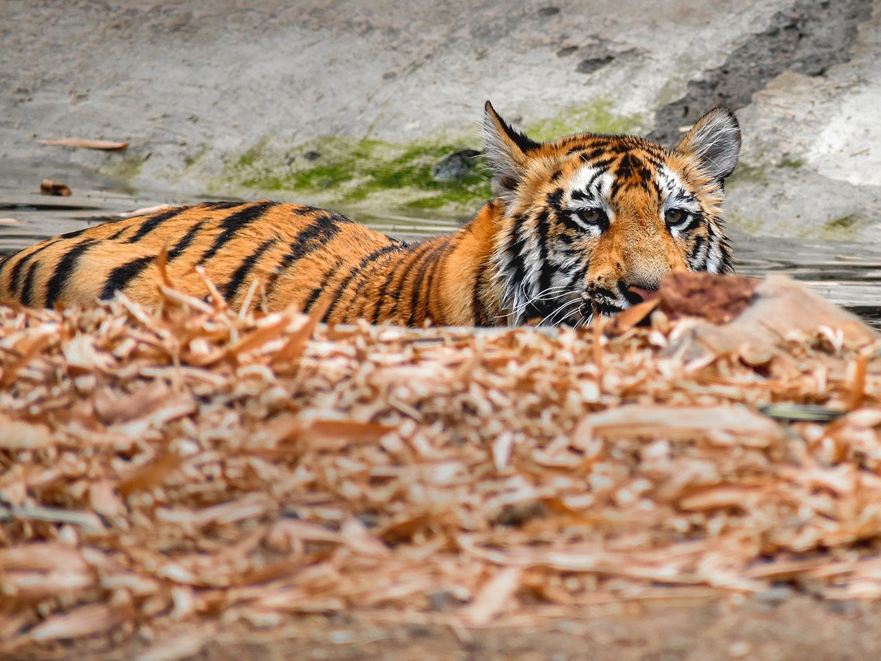 Обои тигр, водоем, купание, tiger, pond, bathing разрешение 2560x1440 Загрузить