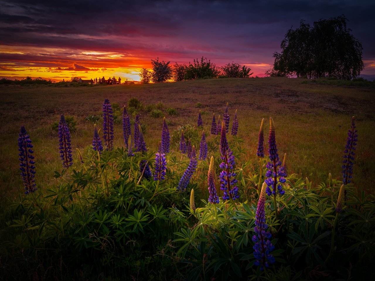 Обои цветы, вечер, закат, поле, лето, люпины, flowers, the evening, sunset, field, summer, lupins разрешение 6144x4316 Загрузить