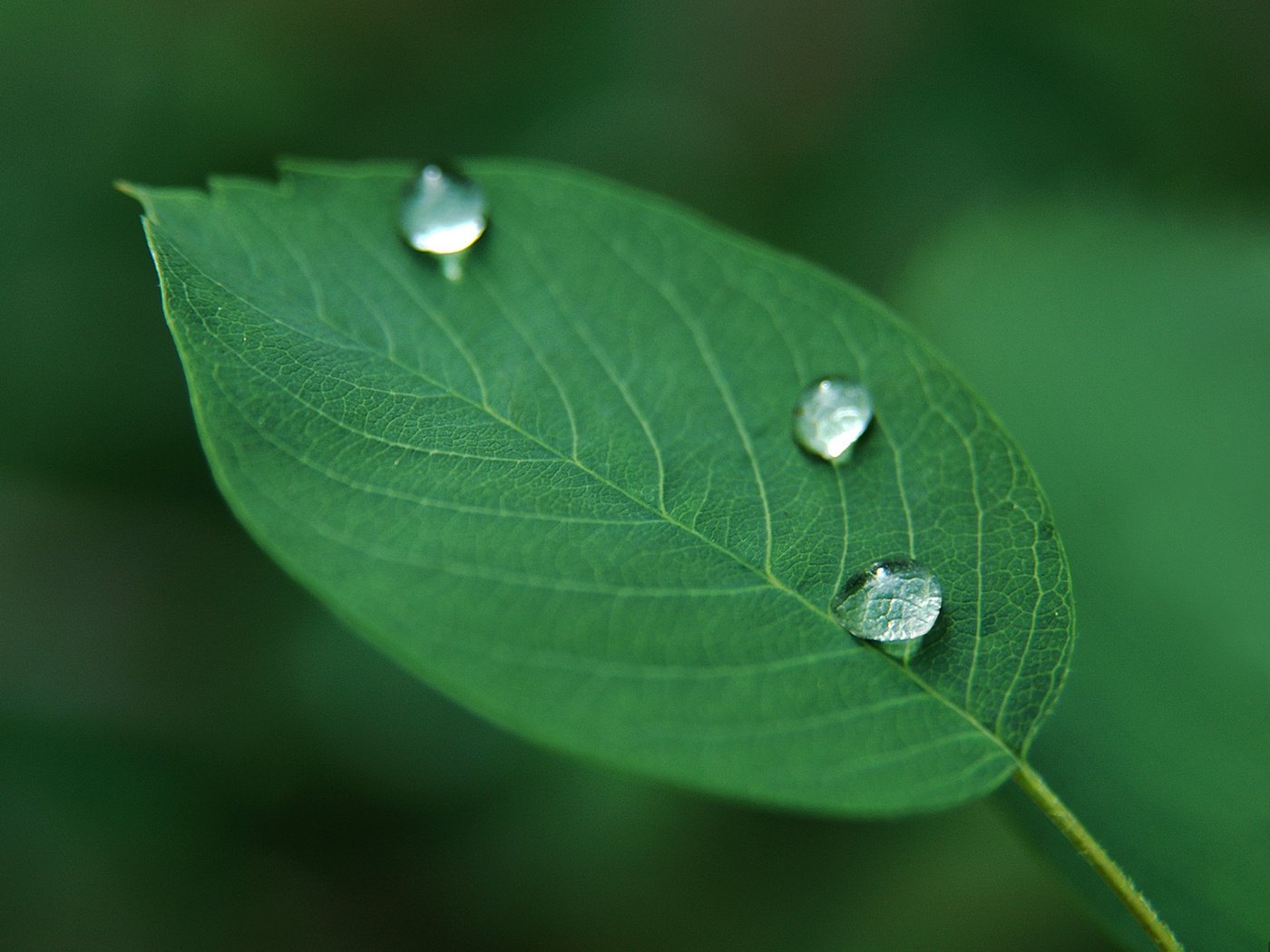 Обои зелёный, капли, растение, листик, green, drops, plant, leaf разрешение 1920x1200 Загрузить