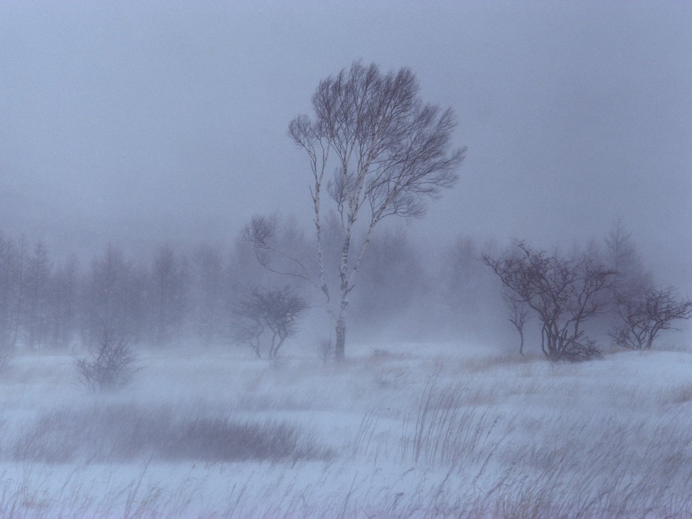 Обои деревья, снег, зима, береза, trees, snow, winter, birch разрешение 1920x1440 Загрузить