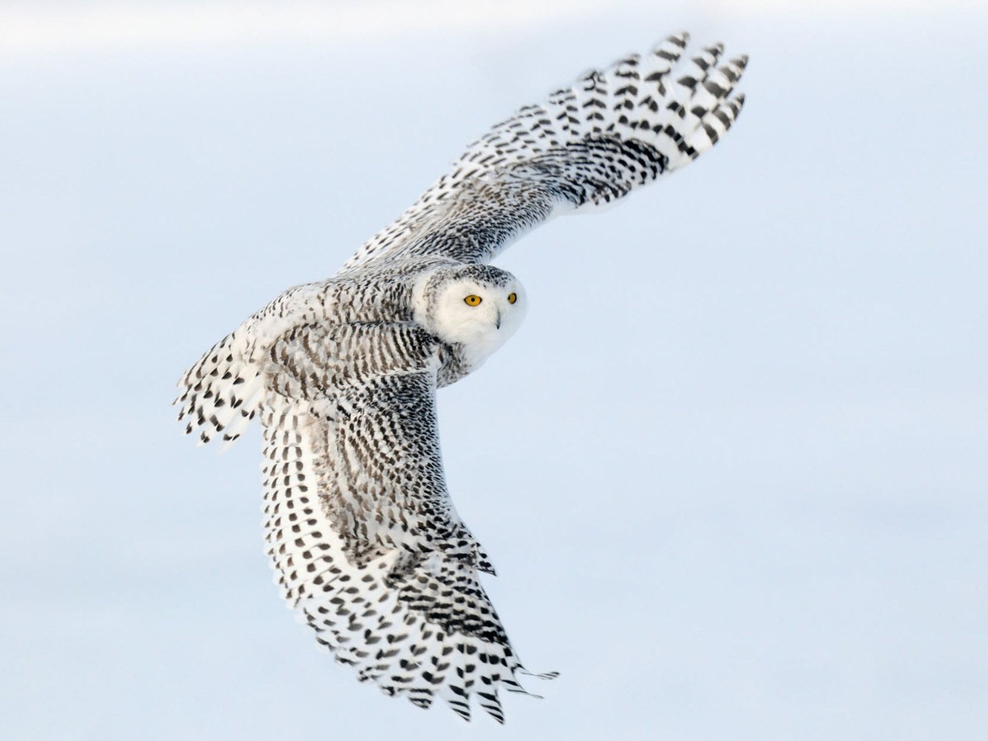 Обои сова, полет, крылья, снежная сова, owl, flight, wings, snowy owl разрешение 1920x1200 Загрузить