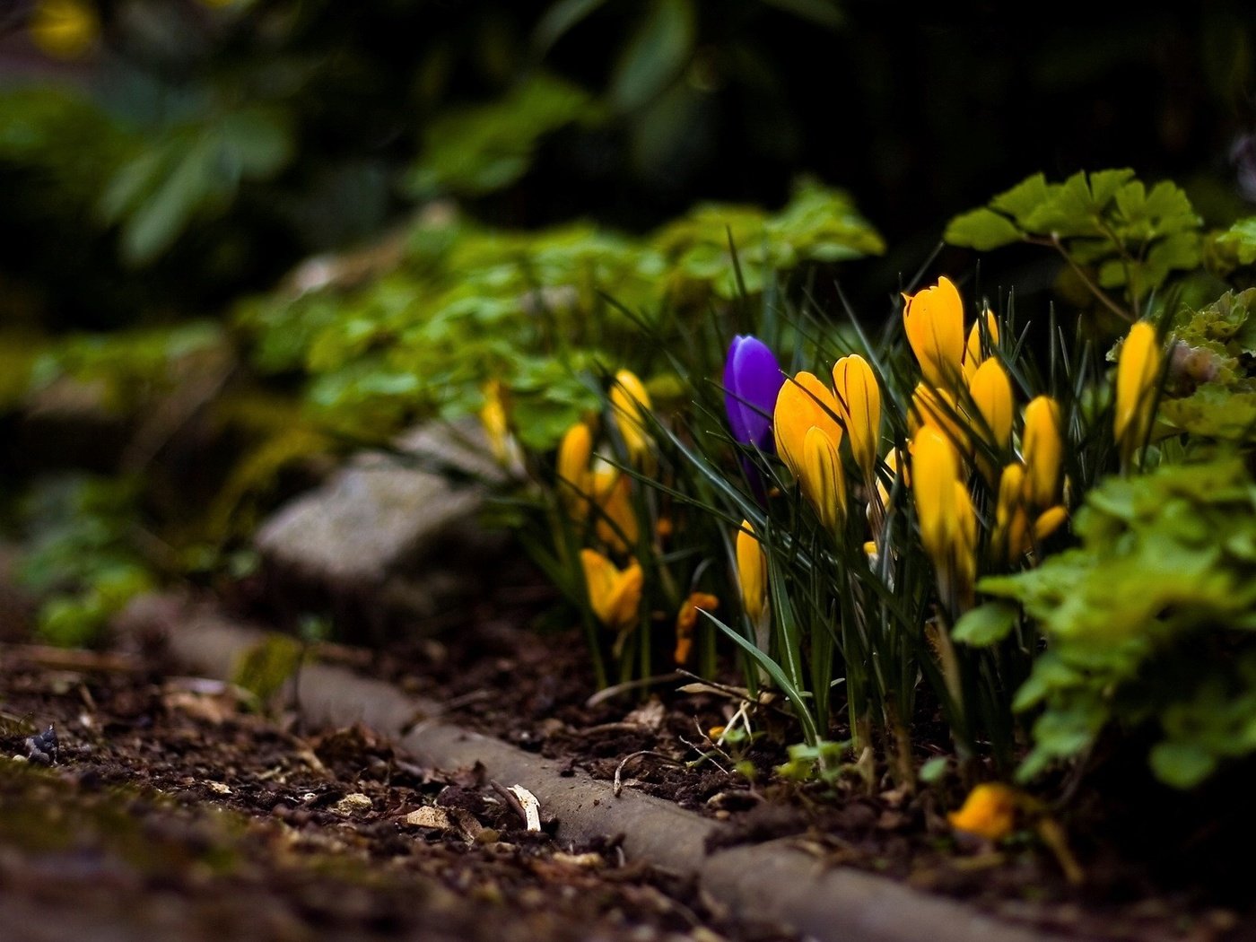 Обои цветы, желтый, макросъемка, крокусы, flowers, yellow, macro, crocuses разрешение 1920x1200 Загрузить