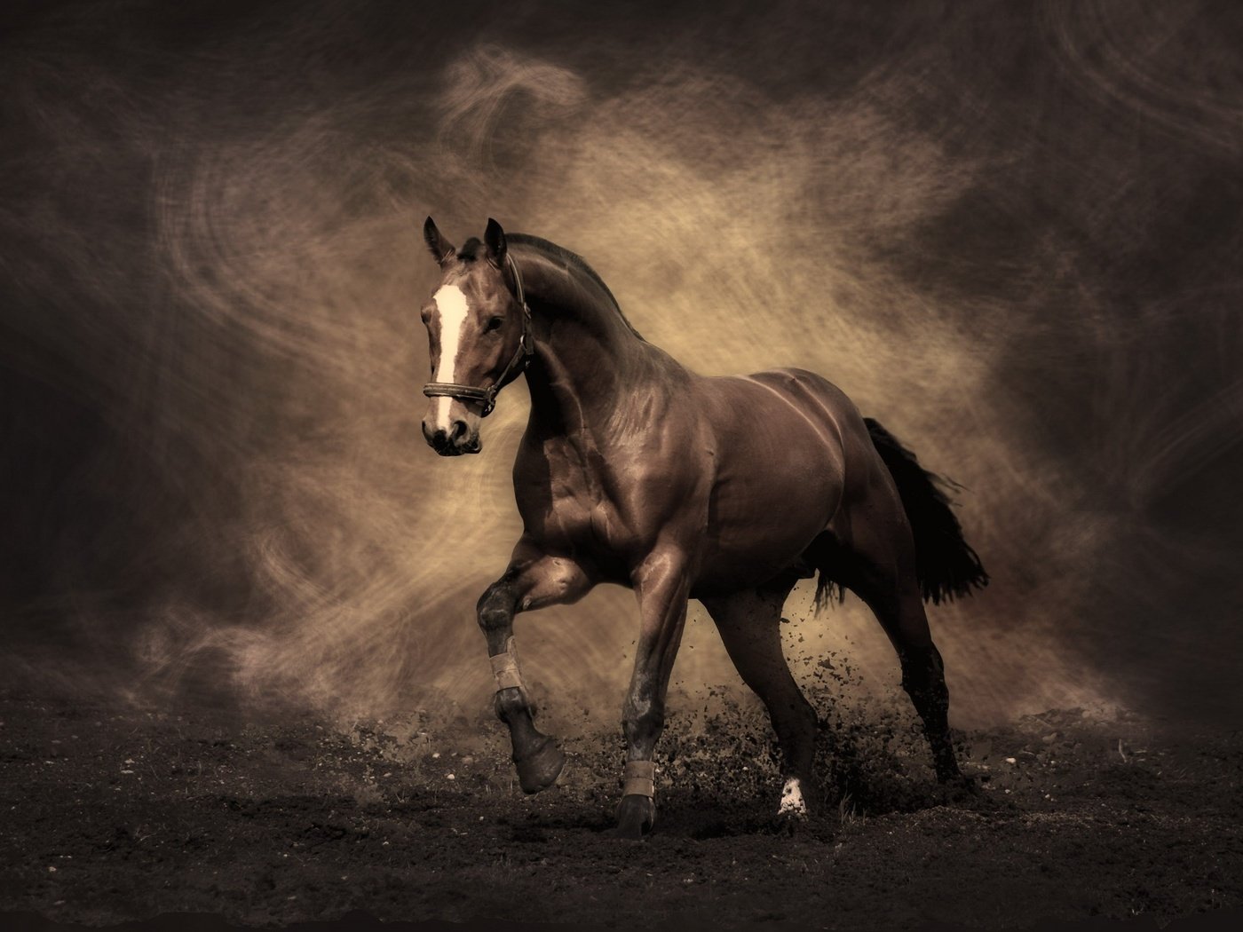 Обои конь, жеребец, мустанг, horse, stallion, mustang разрешение 2560x1600 Загрузить