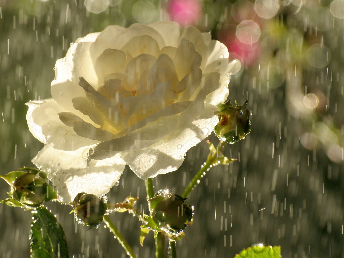Обои бутоны, цветок, капли, роза, лепестки, блики, дождь, чайная, buds, flower, drops, rose, petals, glare, rain, tea разрешение 2560x1600 Загрузить