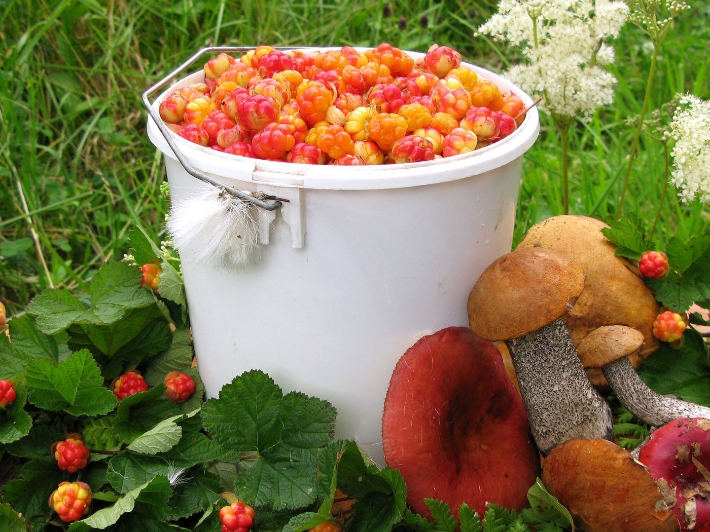 Обои лето, грибы, ягоды, урожай, морошка, подосиновик, сыроежки, summer, mushrooms, berries, harvest, cloudberry, boletus, russula разрешение 2560x1600 Загрузить