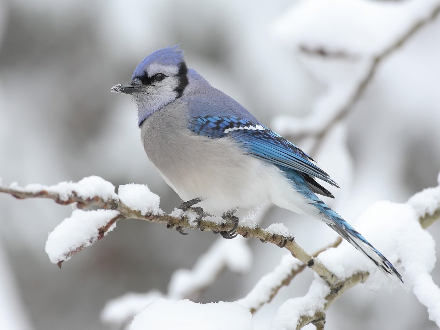 Обои ветка, снег, зима, птица, сойка, голубая сойка, branch, snow, winter, bird, jay, blue jay разрешение 2560x1600 Загрузить