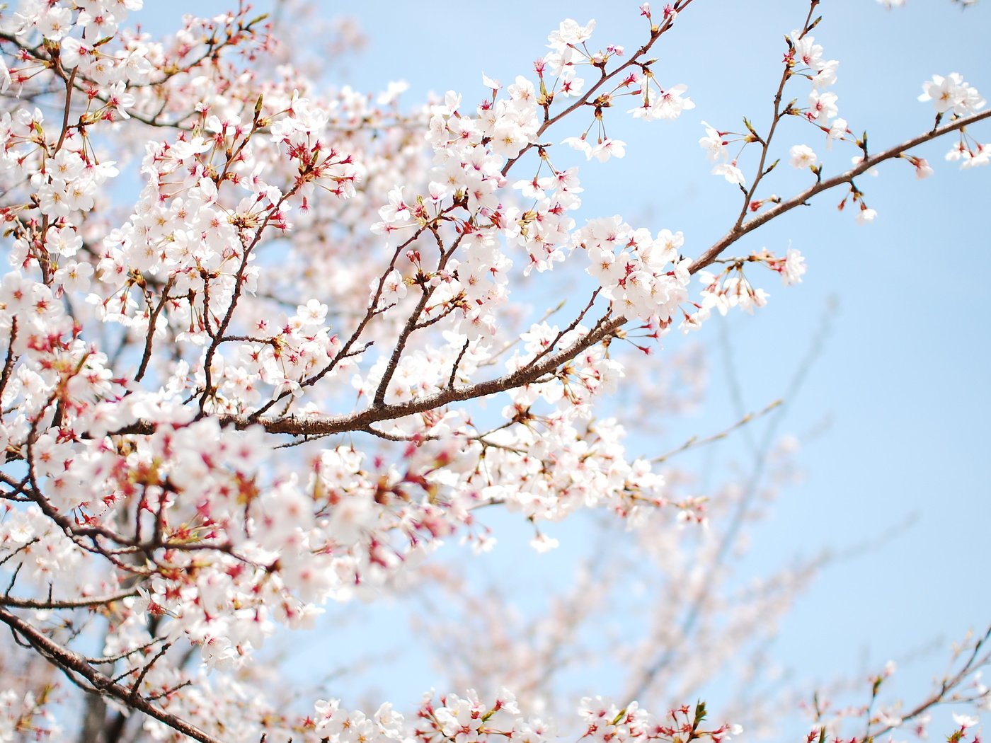 Обои дерево, цветение, весна, tree, flowering, spring разрешение 3008x2000 Загрузить