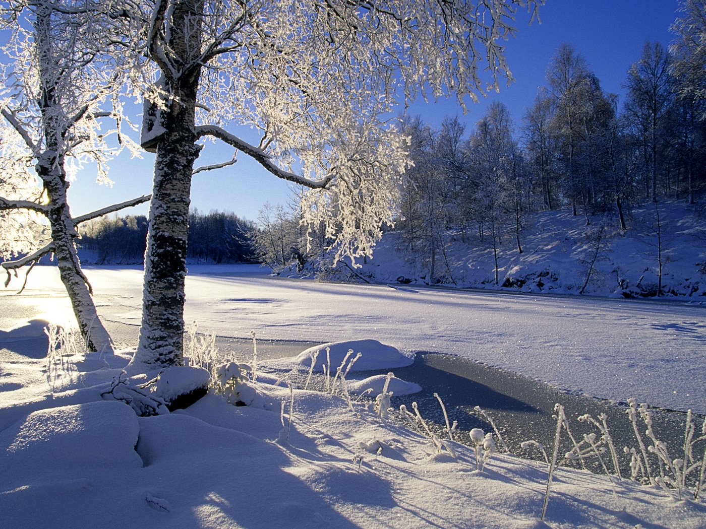Обои деревья, река, снег, лес, зима, trees, river, snow, forest, winter разрешение 1920x1200 Загрузить
