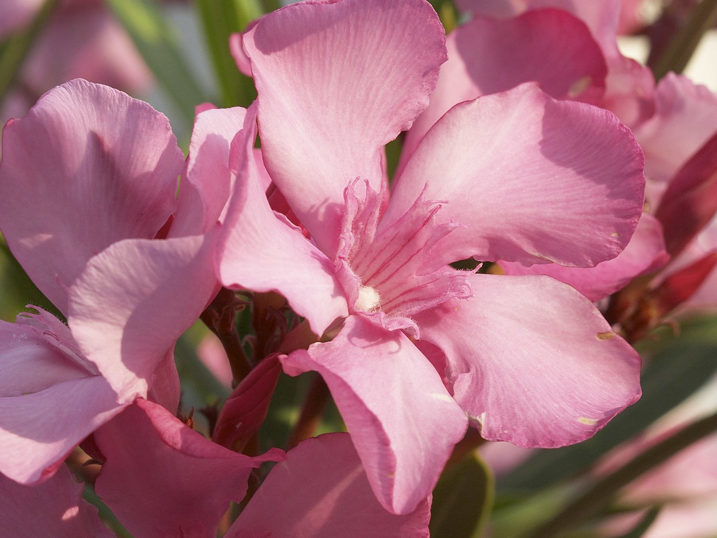 Обои цветы, лепестки, розовые, олеандр, flowers, petals, pink разрешение 2560x1600 Загрузить