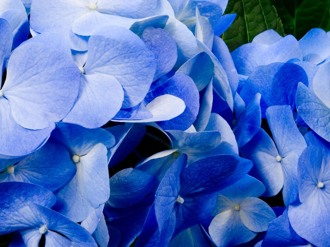 Обои цветы, лепестки, голубые, best wallpapers, гортензия, крупным планом, flowers, petals, blue, hydrangea, closeup разрешение 1920x1200 Загрузить