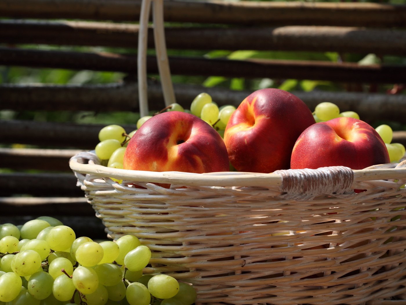 Обои виноград, фрукты, забор, корзина, нектарин, grapes, fruit, the fence, basket, nectarine разрешение 2560x1600 Загрузить