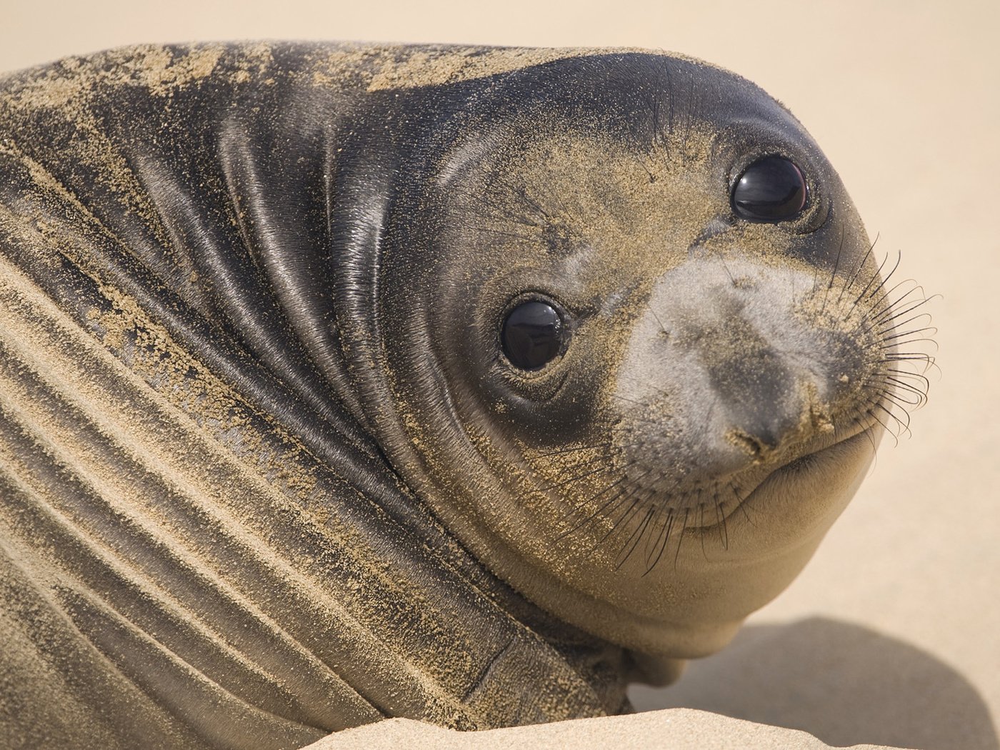 Обои морда, песок, тюлень, face, sand, seal разрешение 1920x1080 Загрузить