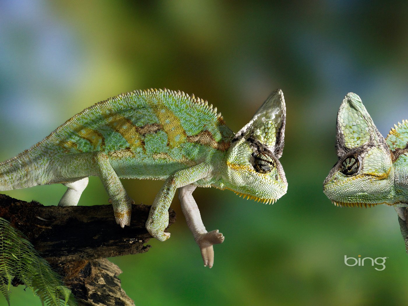 Обои хамелеон, хамелион, chameleon разрешение 1920x1200 Загрузить