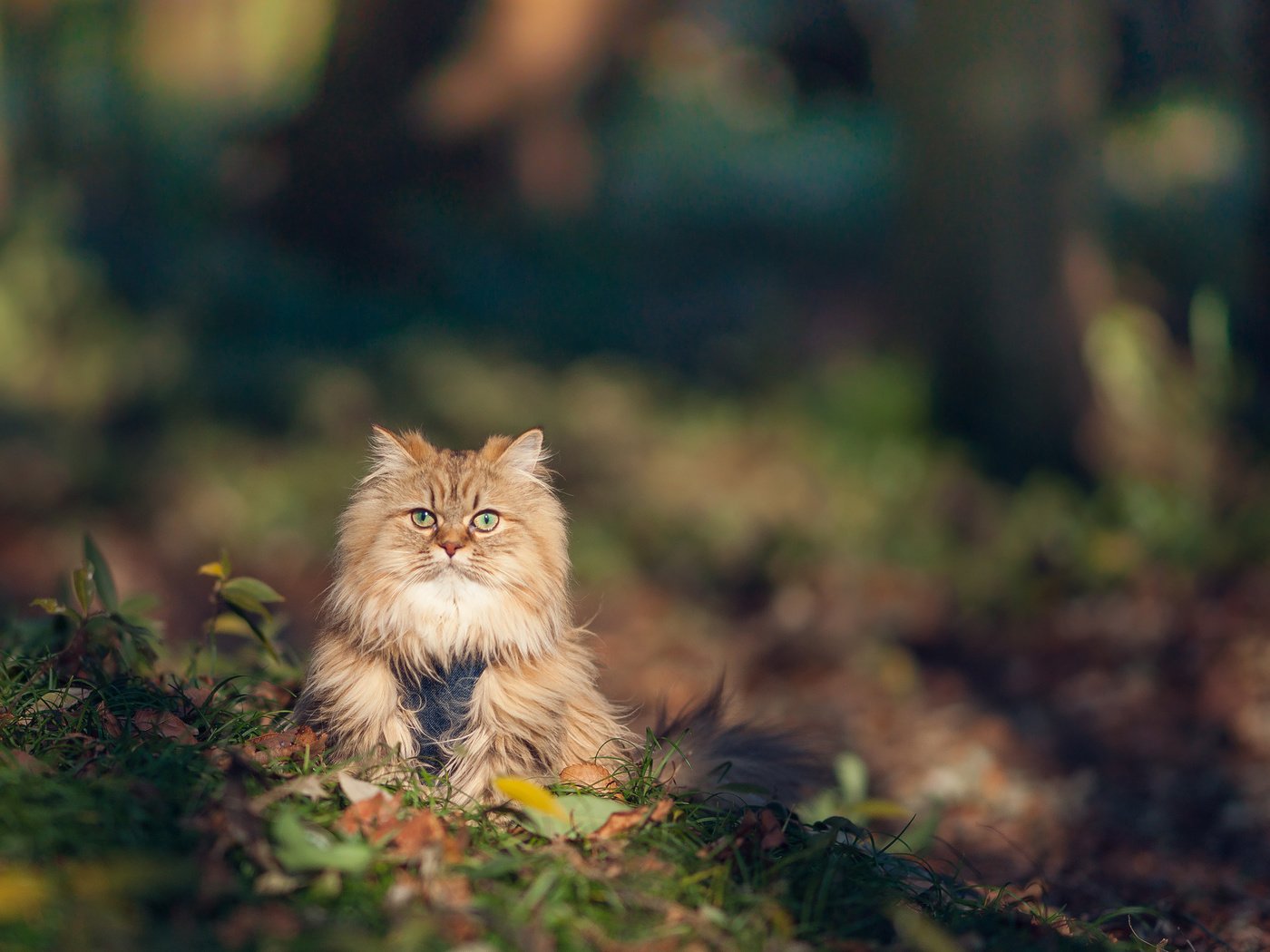 Обои трава, кот, кошка, осень, пушистый, рыжий, grass, cat, autumn, fluffy, red разрешение 2048x1398 Загрузить