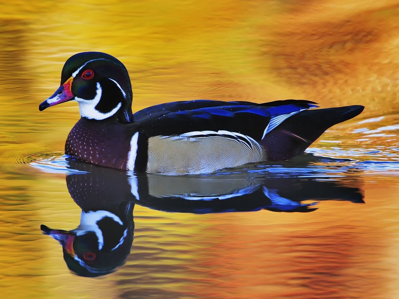 Обои вода, отражение, птица, утка, плывет, селезень, water, reflection, bird, duck, floats, drake разрешение 1920x1080 Загрузить