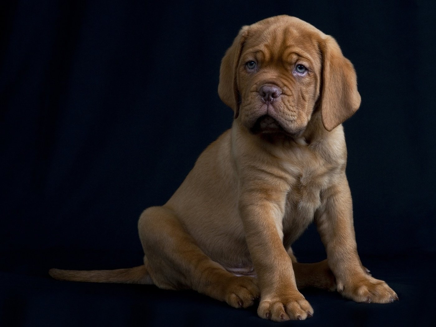 Обои собака, щенок, черный фон, бордоский дог, dog, puppy, black background, dogue de bordeaux разрешение 2091x1440 Загрузить