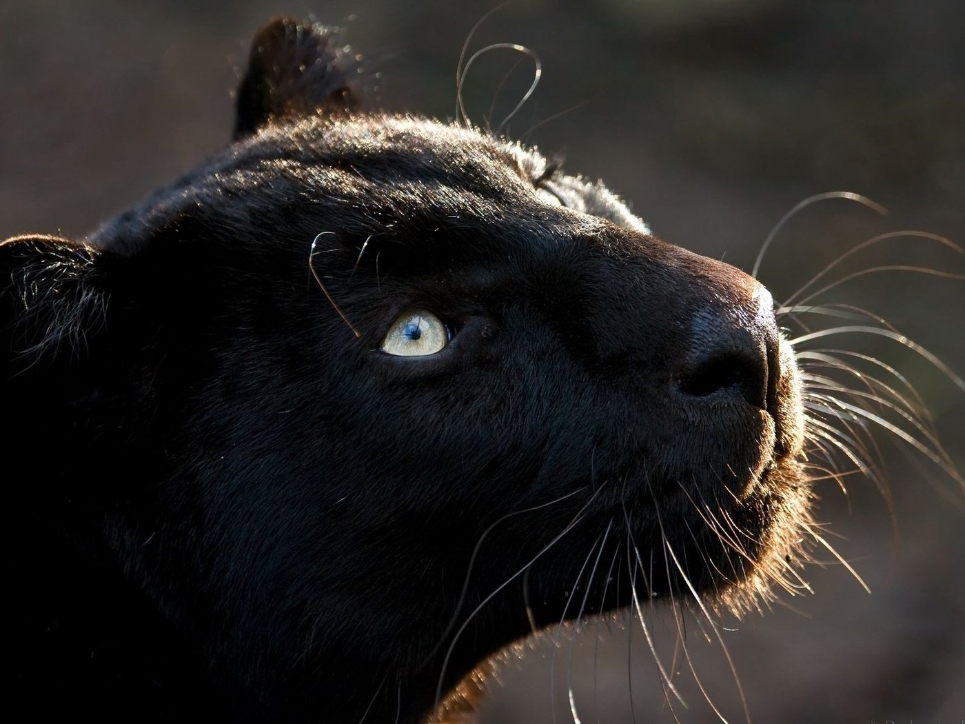 Обои кошка, взгляд, хищник, большая кошка, пантера, черная, cat, look, predator, big cat, panther, black разрешение 1920x1200 Загрузить