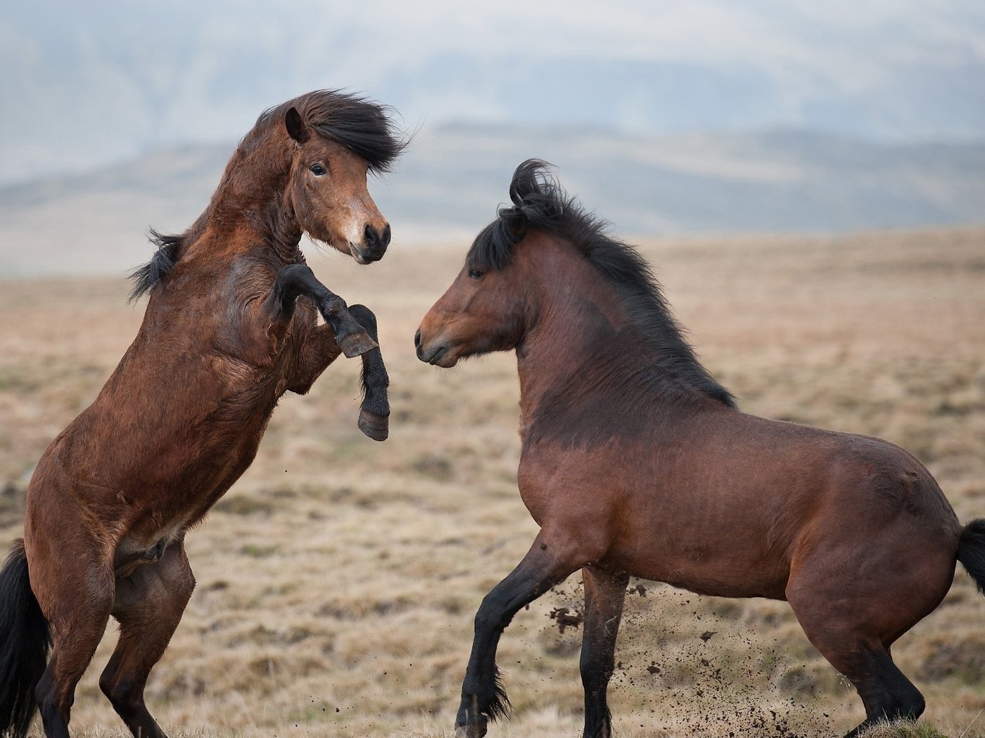 Обои небо, горы, природа, поле, лошади, кони, копыта, жеребцы, the sky, mountains, nature, field, horse, horses, hooves, stallions разрешение 2560x1600 Загрузить