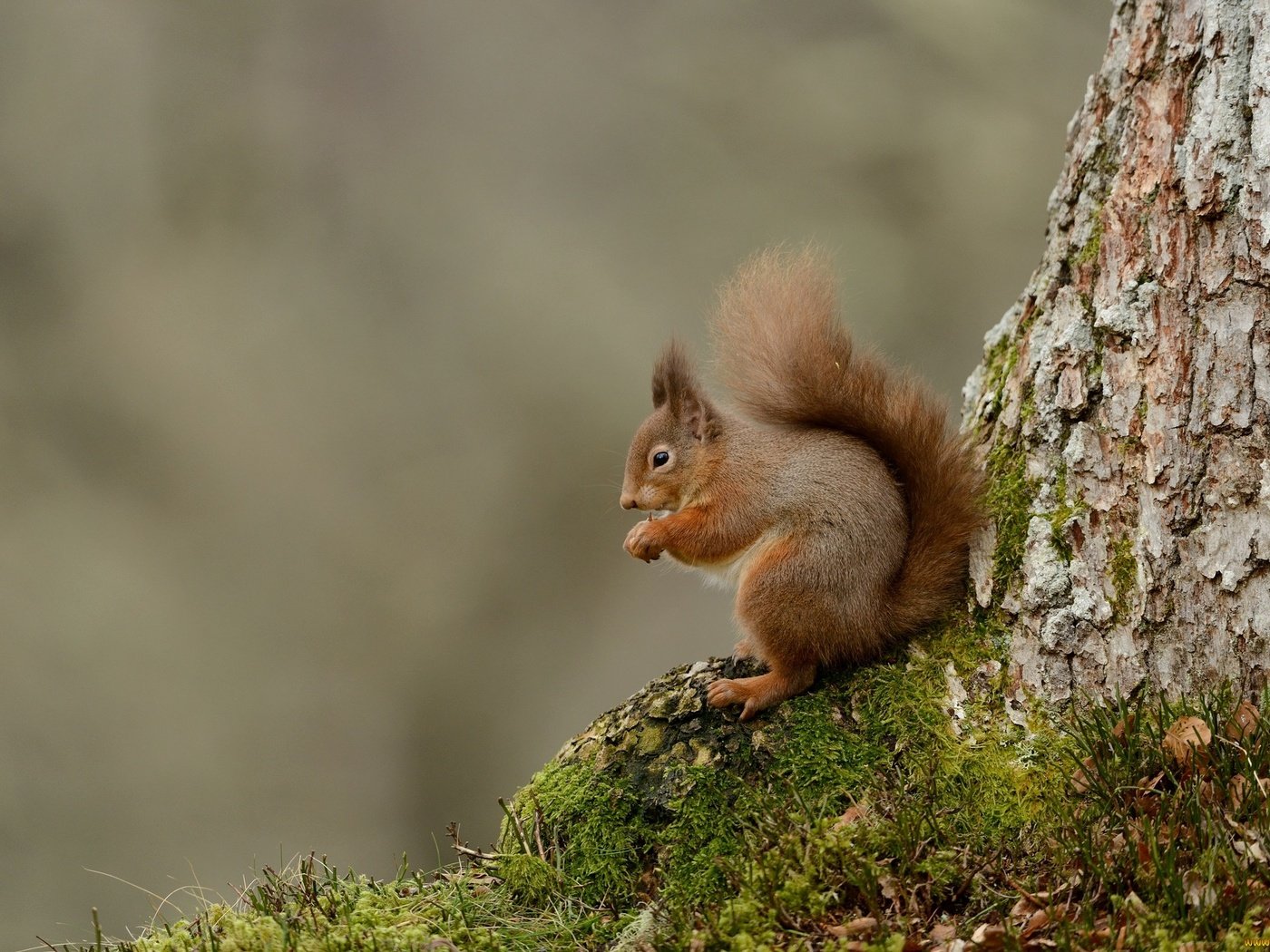 Обои дерево, животные, мох, белка, хвост, белочка, tree, animals, moss, protein, tail, squirrel разрешение 2048x1367 Загрузить