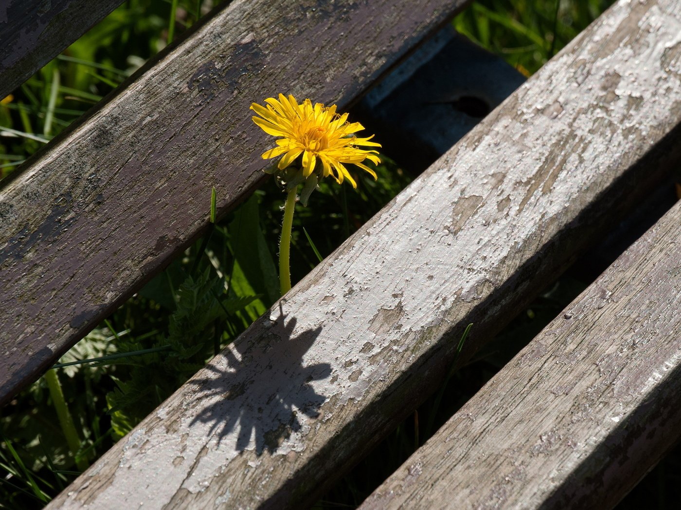 Обои макро, лето, одуванчик, цветок., macro, summer, dandelion, flower. разрешение 2560x1600 Загрузить