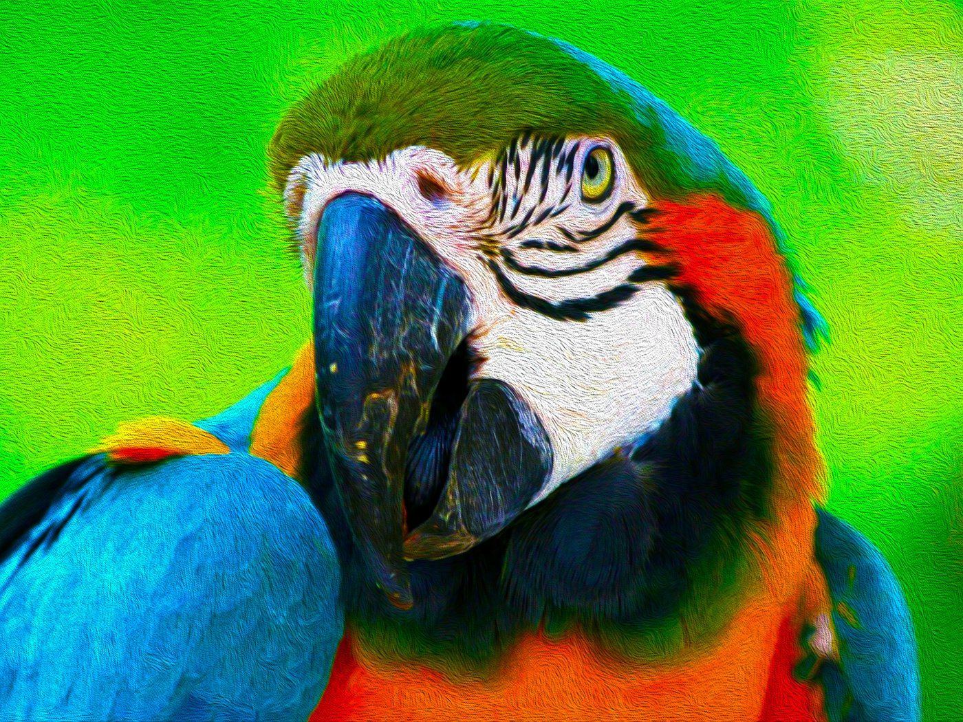 Обои арт, птицы, попугай, 3д, art, birds, parrot, 3d разрешение 1920x1080 Загрузить