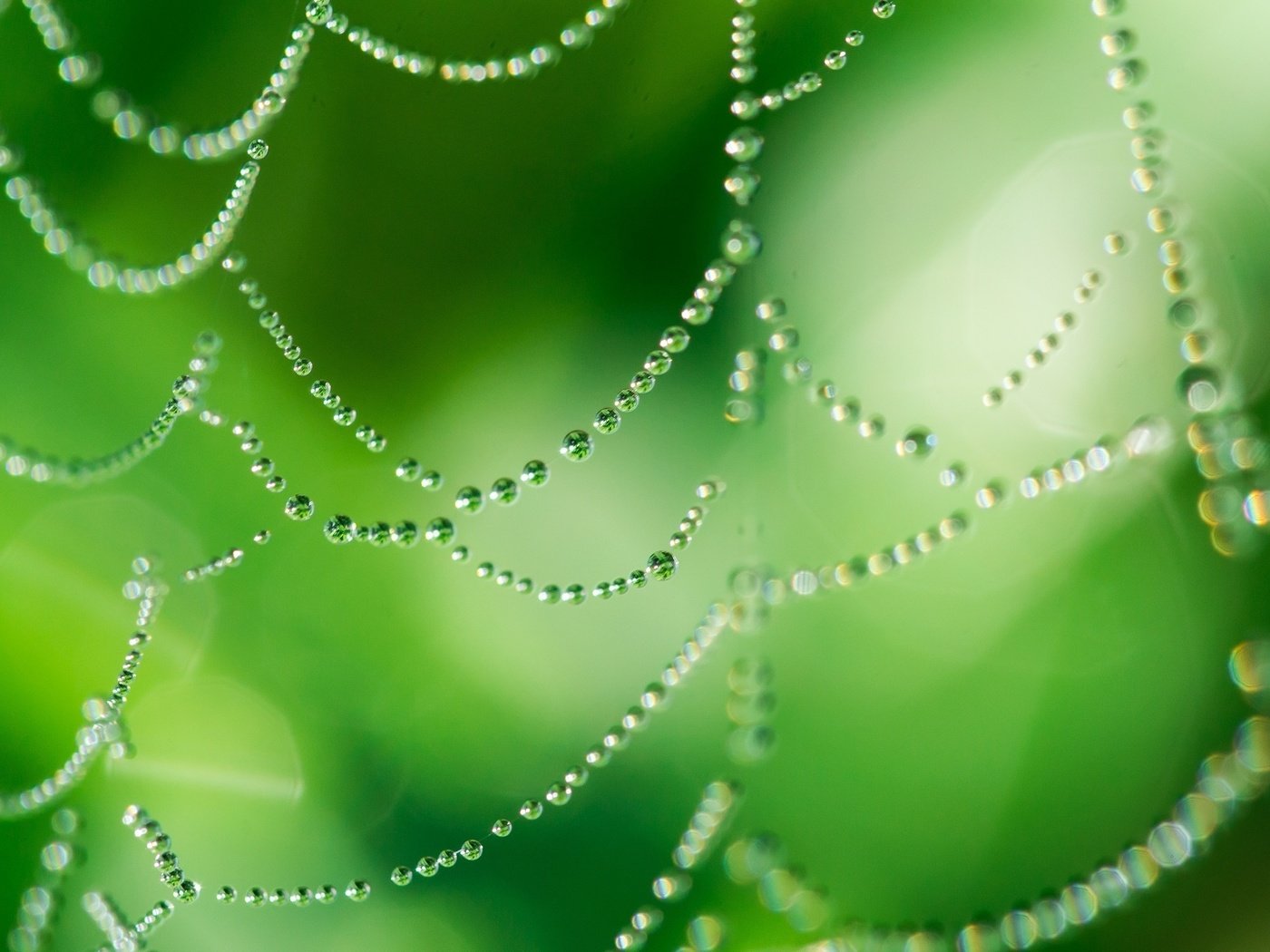 Обои зелёный, макро, капли, блеск, паутина, капельки росы, green, macro, drops, shine, web, drops of dew разрешение 2048x1365 Загрузить