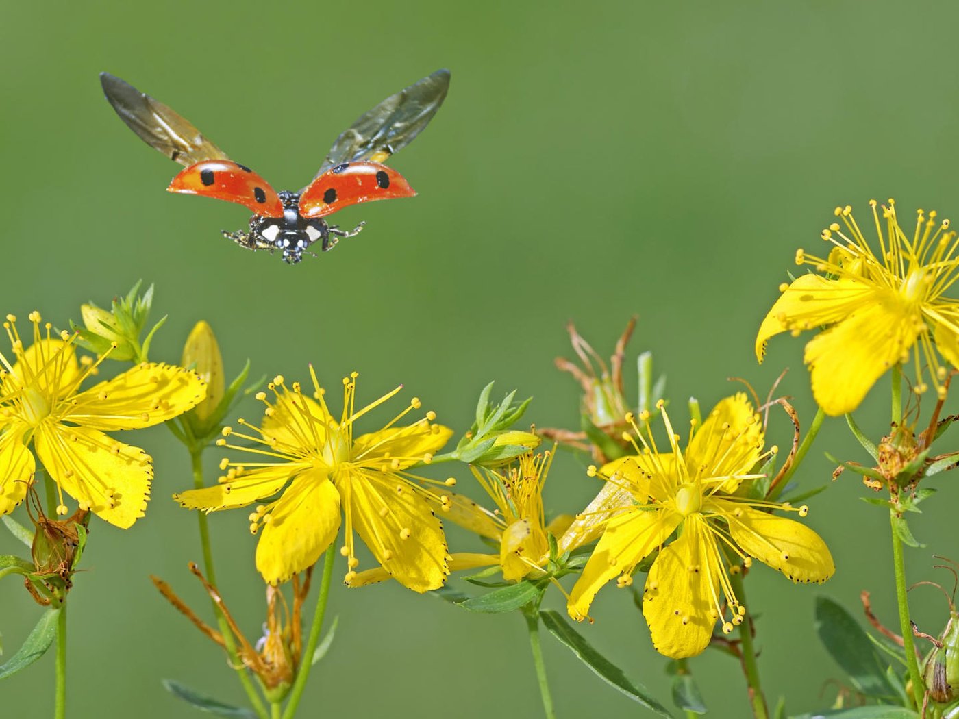 Обои зверобой, цветы, макро, насекомое, полет, крылья, божья коровка, желтые, желтые цветы, st. john's wort, flowers, macro, insect, flight, wings, ladybug, yellow, yellow flowers разрешение 1920x1080 Загрузить
