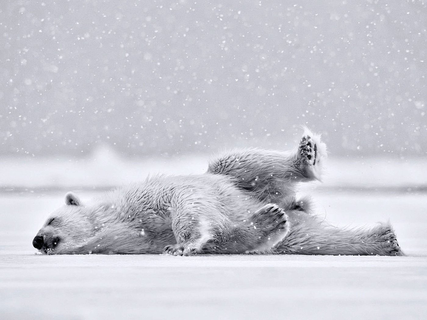 Обои полярный медведь, медведь, белый медведь, polar bear, bear разрешение 1920x1200 Загрузить