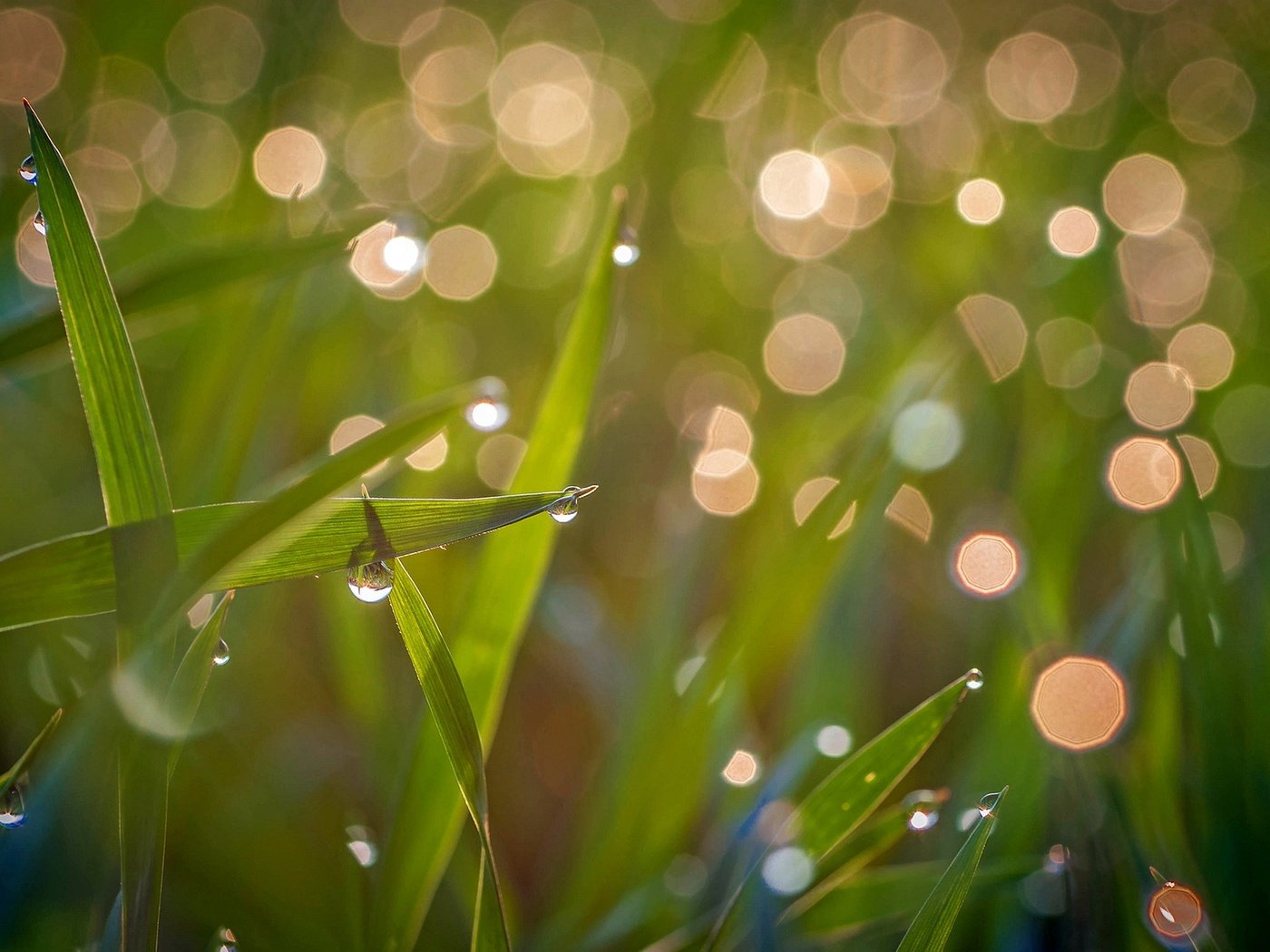 Обои свет, трава, природа, макро, роса, капли, зеленая, light, grass, nature, macro, rosa, drops, green разрешение 1920x1200 Загрузить