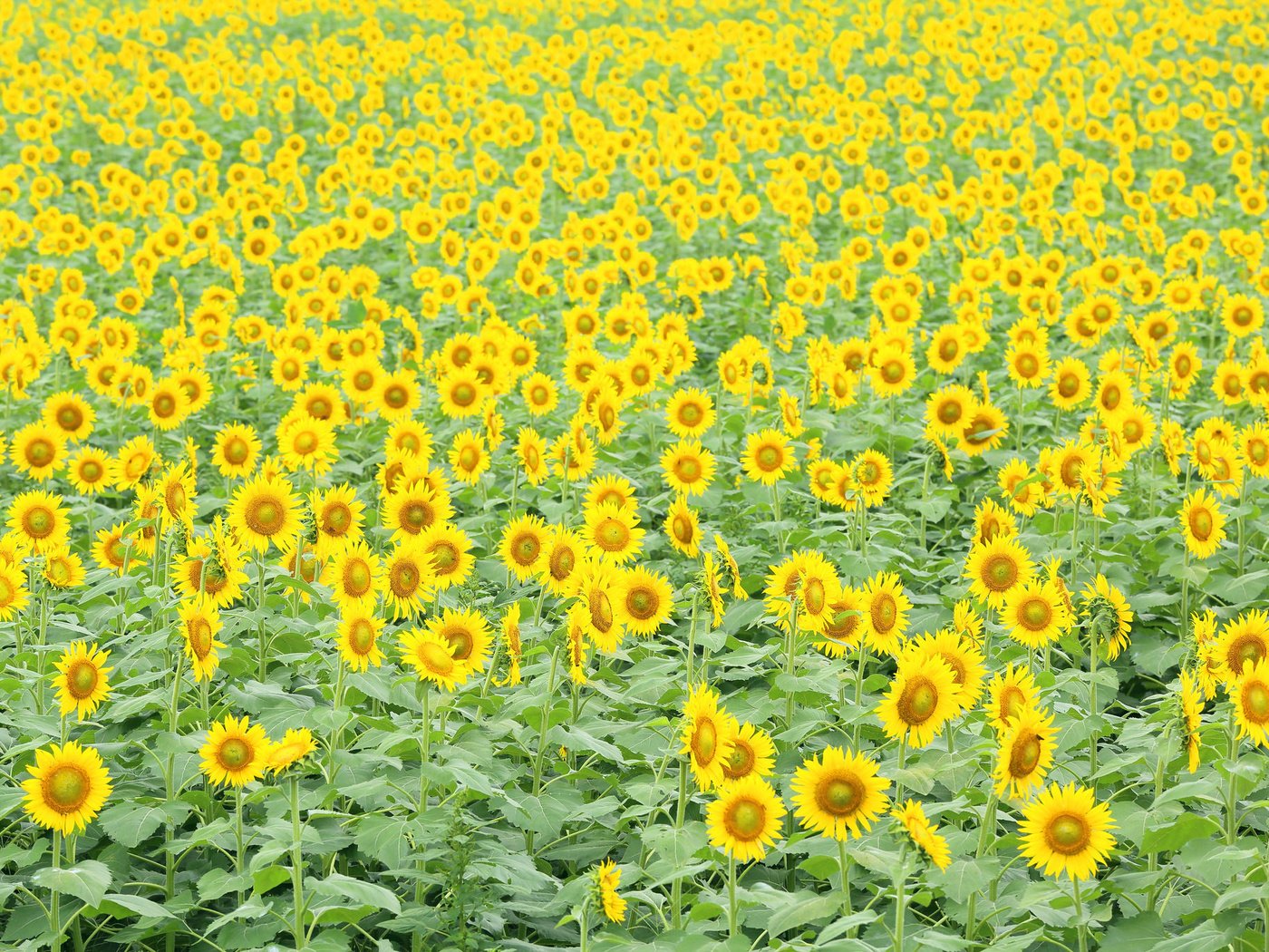 Обои цветы, поле, подсолнухи, flowers, field, sunflowers разрешение 2048x1365 Загрузить