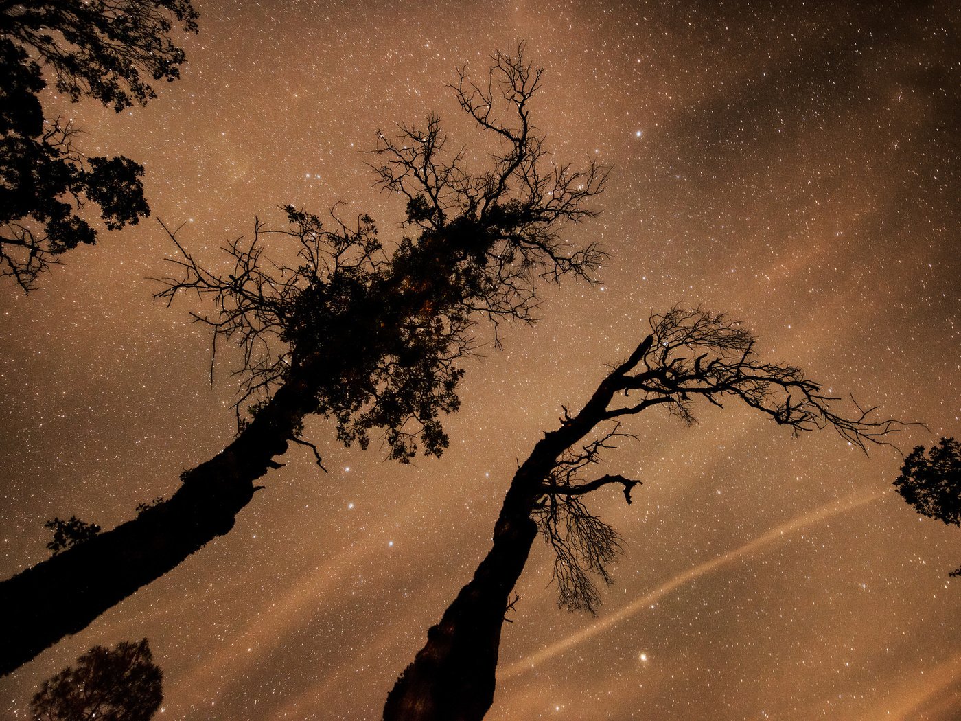 Обои деревья, космос, звезды, пространство, trees, space, stars разрешение 2048x1367 Загрузить
