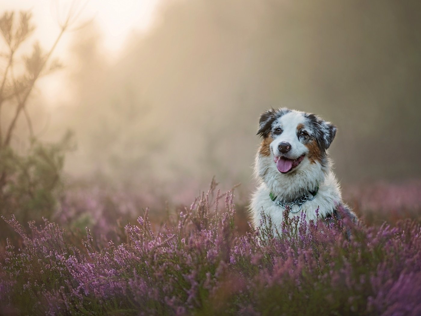 Обои собака, вереск, австралийская овчарка, аусси, dog, heather, australian shepherd, aussie разрешение 2880x1920 Загрузить