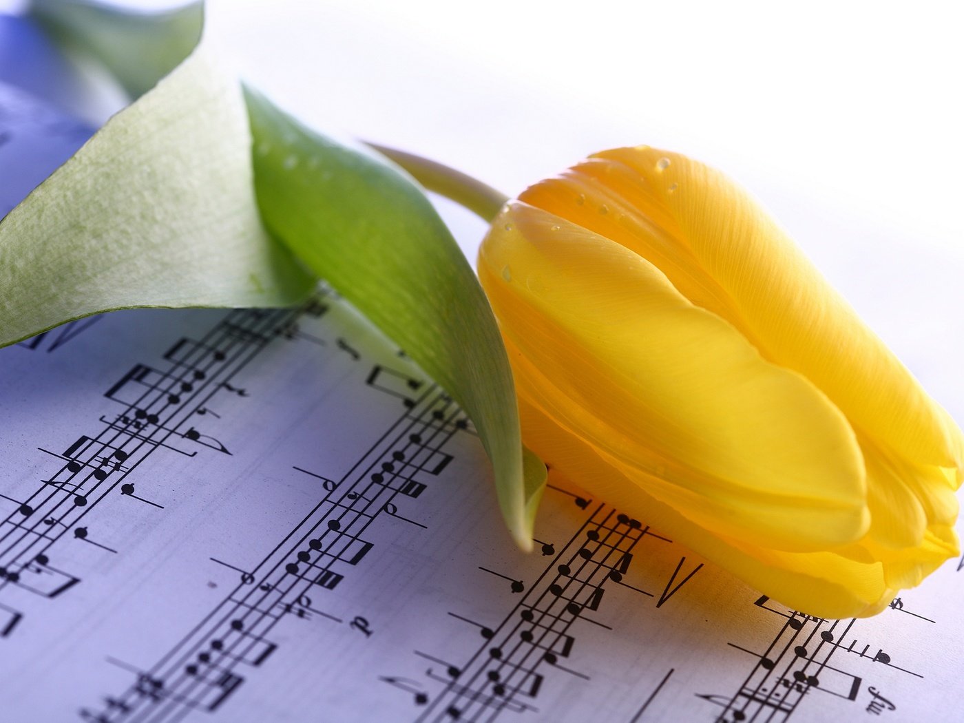 Обои желтый, цветок, ноты, тюльпан, yellow, flower, notes, tulip разрешение 2880x1920 Загрузить